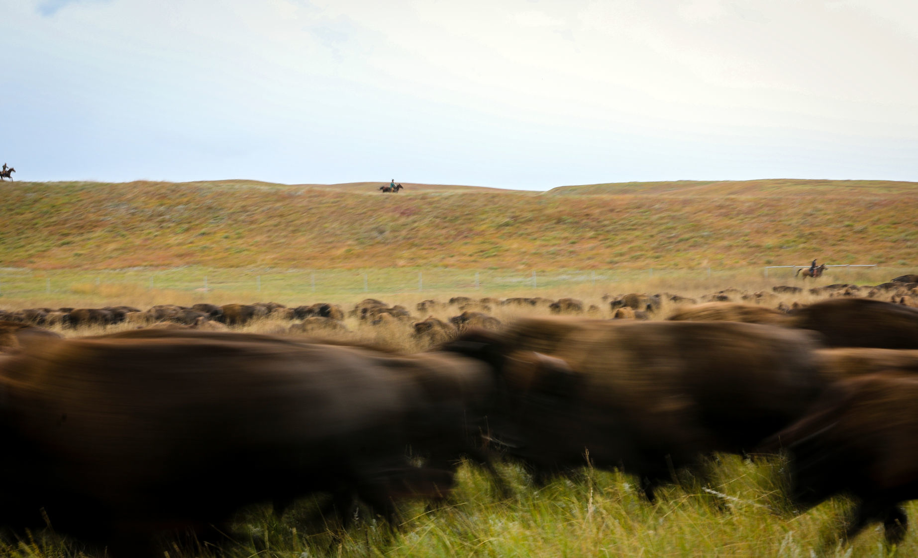 54th Annual Buffalo Roundup at Custer State Park